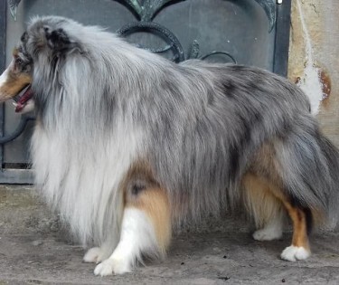 nanuk de la terre de neaure chien de berger des shetland attractive dogs